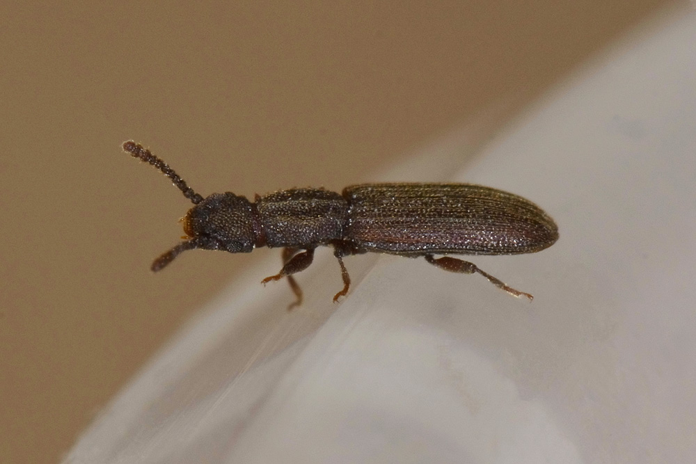 Oryzaephilus surinamensis